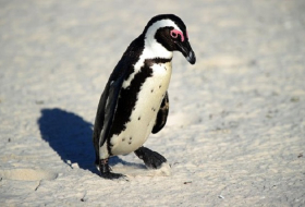 Stolen African penguin`s chicks die at South African marine park 